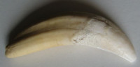 Zub z velblouda, Camel tooth  2)